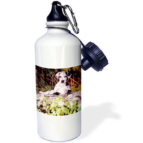 3dRose wb_246_1 Great Dane Puppy Sports Water Bottle, 21 oz, White
