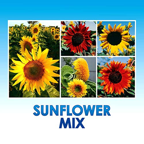 Sunflower Wildflower Seeds Mix Bulk + 8 Bonus Gardening eBooks, Open-Pollinated Wildflower Seed Mix Packets, Non-GMO, No Fillers, Annual, Perennial Wildflower Seeds, Year Round Planting - 1 oz