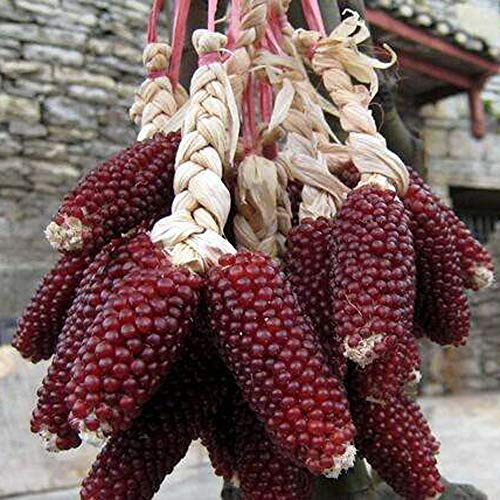 Strawberry Corn Seeds - 25+Sweet Strawberry Corn Survival Garden Vegetable Organic Chinese Fresh Fruit Seeds for Planting Outdoor for Cooking Soup Salad Can be Eaten raw