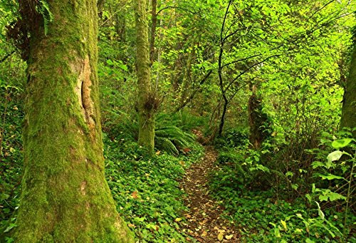 Baocicco 7x5ft Spring Forest Backdrop Green Forest Backdrop Backdrop Photography Background Green Tree Path Way Tree Moss Spring Holiday Travel Wedding Vacation Countryside Landscape Photo Booth Props