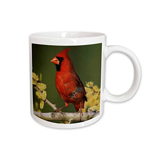 3dRose Northern Cardinal Bird, Lake Corpus Christi Texas, Ceramic Mug, 11-Oz