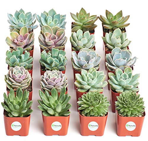 Shop Succulents | Radiant Rosette Collection of Live Succulent Plants, Hand Selected Variety Pack of Mini Succulents | Collection of 20