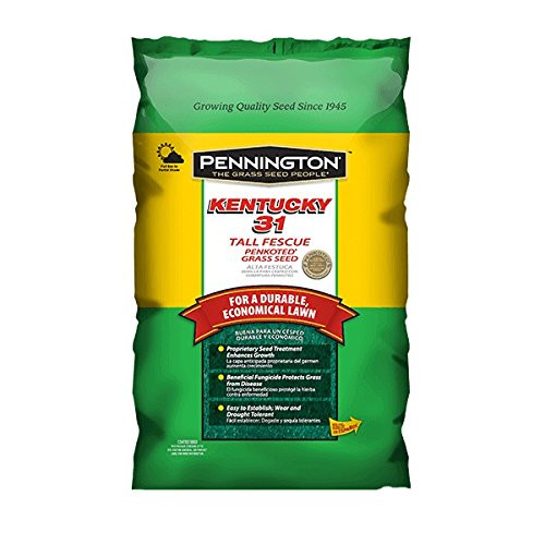 Pennington 100516050 Kentucky 31 Tall Fescue Grass Seed, 5 LB