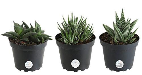 Costa Farms Haworthia Live Succulent Plant, Grower Choice Assortment, Fully Rooted, Ships in 4-Inch Grower Pot, 3-Pack, Fresh From Our Farm