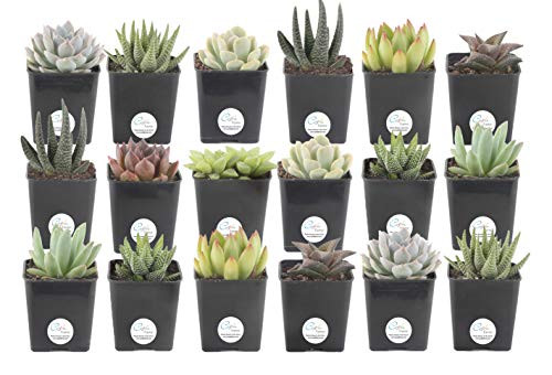 Costa Farms Jumbo-Mini Haworthia - Echeveria Live Succulent Plants, Grower Choice Assortment, Fully Rooted, Ships in 2.5-Inch Grower Pot, 18-Pack, Fresh From Our Farm