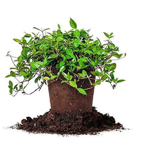 Perfect Plants Asiatic Jasmine Live Plant, 1 Gallon, Includes Care Guide