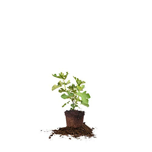 Perfect Plants Brown Turkey Fig Tree Live Plant, 1 Gallon, Includes Care Guide