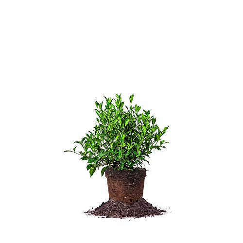Perfect Plants August Beauty Gardenia Live Plant, 1 Gallon, Includes Care Guide