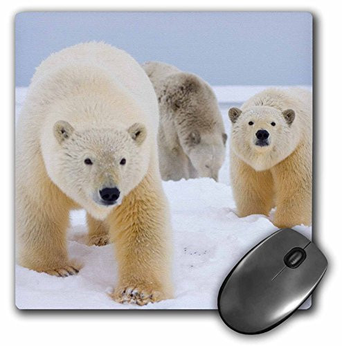 3dRose LLC 8 x 8 x 0.25 Inches Mouse Pad, Polar Bear Arctic National Wildlife Refuge Alaska Steve Kazlowski (mp_87716_1)