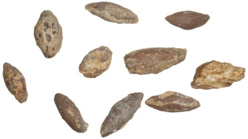 American Educational Protozoa Triticites Fossil (Pack of 10) American Educational Protozoa Triticites Fossil (Pack of 10)