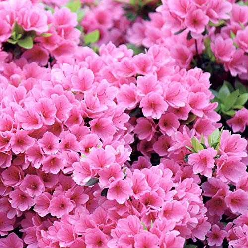 Cottage Hill Azalea 'Pink Ruffle' - 1 Piece Live Plant Blooms