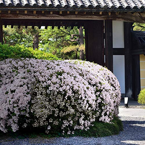 Cottage Hill Azalea 'Snow' - 1 Piece Live Plant White Blooms