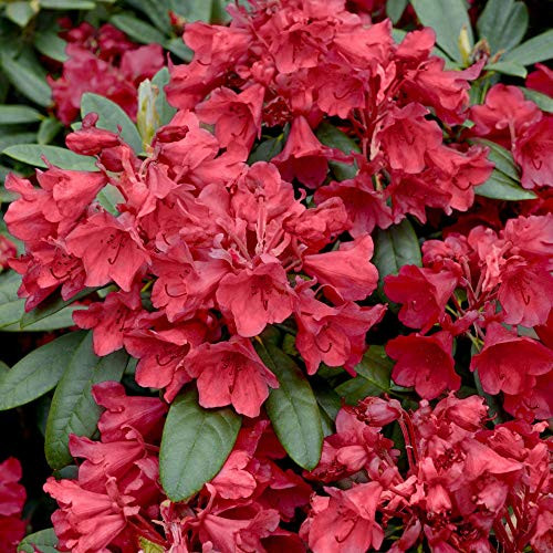 Cottage Hill Azalea 'Hersey Red' - 1 Piece Live Plant, Blooms