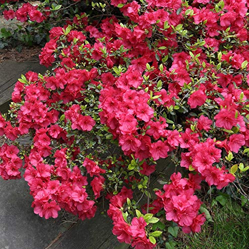 Cottage Hill Azalea 'Sunglow' - 1 Piece Live Plant Pink Blooms