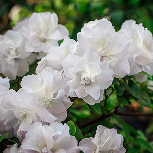 Cottage Hill Azalea 'Hardy Gardenia' - 2 Piece Live Plant, White Blooms