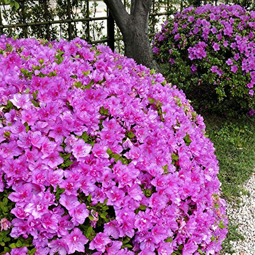 Cottage Hill Azalea 'Formosa' - 1 Piece Live Plant Purple Blooms