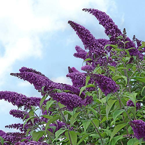 Cottage Hill Buddleia 'Black Knight' - 1 Piece Live Plant Dark-Purple Blooms