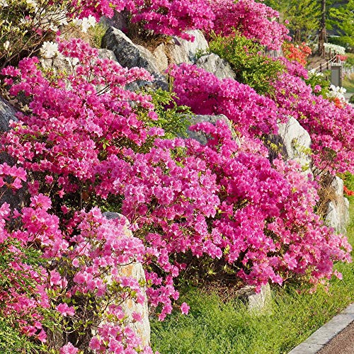 Cottage Hill Azalea 'Pride of Mobile' - 1 Piece Live Plant Red Blooms