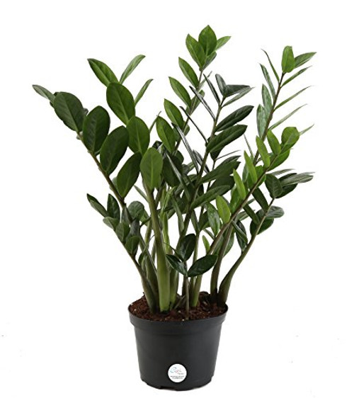 Costa Farms ZZ, Live Indoor Plant, 14-Inches Tall,  Fresh From Our Farm, Excellent Gift