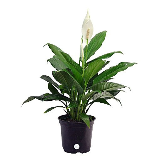 Costa Farms Peace Lily, Spathiphyllum, Live Indoor Plant, 2-Feet Tall, Ships in Grow Pot, Fresh From Our Farm, Excellent Gift or Home Décor