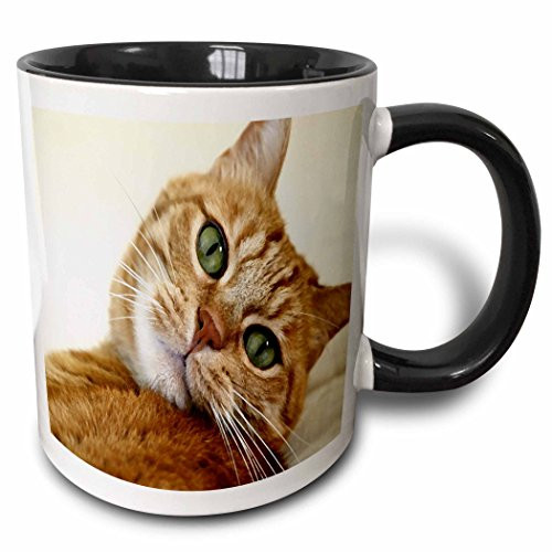 3dRose 203883_4 Print Of Orange Tabby Cat Painting Two Tone Black Mug, 11 oz,