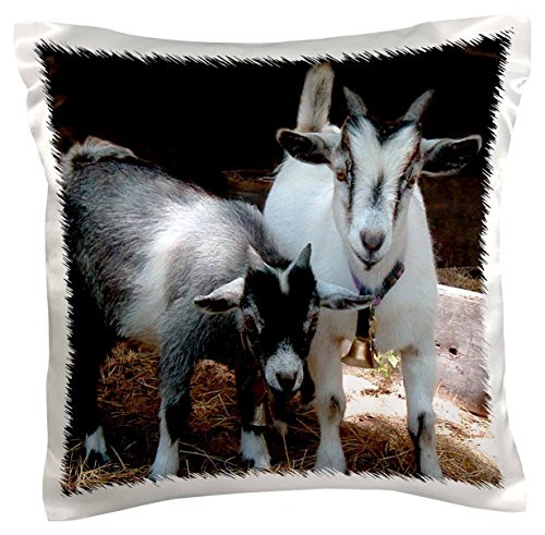 3dRose pc_1068_1 Pygmy Goat-Pillow Case, 16 by 16"
