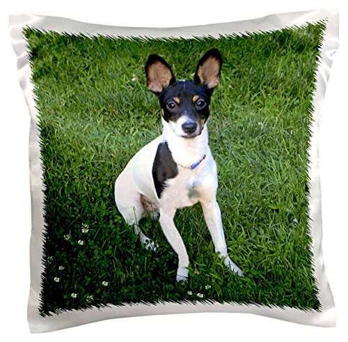 3dRose pc_3116_1 Toy Fox Terrier 1-Pillow Case, 16 by 16"