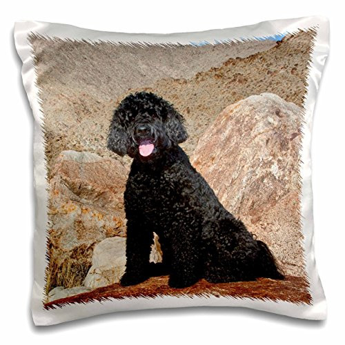 3dRose pc_192364_1 Use, California Labradoodle on A Boulder in The Colorado Desert Pillow Case, 16 x 16