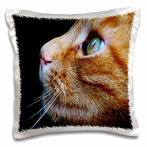 3dRose pc_203711_1 Print of Beautiful Close-Up of Tabby Cat Pillow Case, 16" x 16"