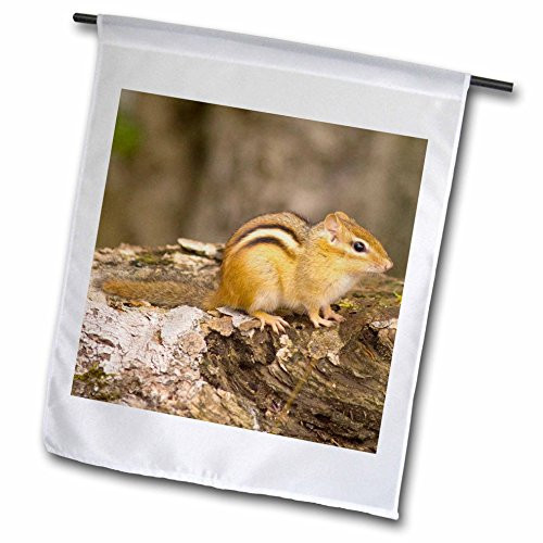 3dRose fl_92333_1"New Hampshire, Lincoln, Franconia Notch Sp, Chipmunk - Corey Hilz Garden Flag, 12 x 18 3dRose fl_92333_1"New Hampshire, Lincoln, Franconia Notch Sp, Chipmunk - Corey Hilz Garden Flag, 12 x 18