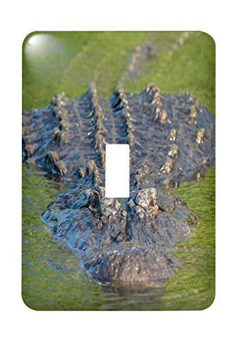3dRose lsp_207413_1 USA, Florida, Orlando, alligator, Gatorland Single Toggle Switch