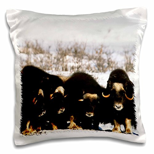 3dRose Musk Ox Bull, Arctic Wildlife Refuge, Alaska, USA-Us02 Hro0766-Hugh Rose-Pillow Case, 16 by 16" (pc_142004_1)