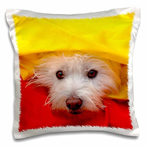 3dRose West Highland White Terrier Peeking Out of Yellow, Mr. and Pr,-Pillow Case, 16 by 16" (pc_209744_1)