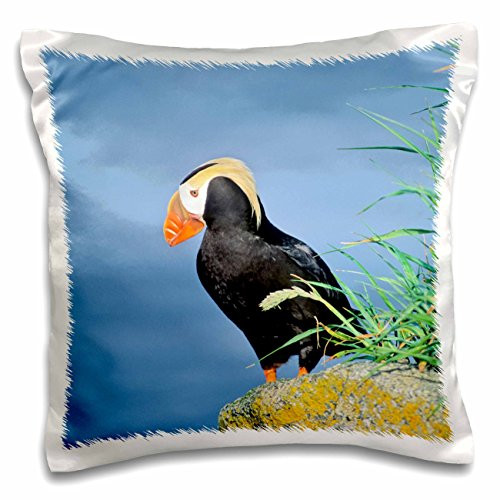 3dRose Tufted Puffin, on a Cliff-Alaska. -Pillow Case, 16-inch (pc_206699_1)