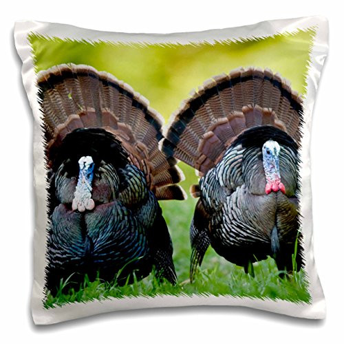 3dRose Eastern Wild Turkeys gobblers Strutting in Field, Holmes Co. MS-Pillow Case, 16-inch (pc_209223_1)