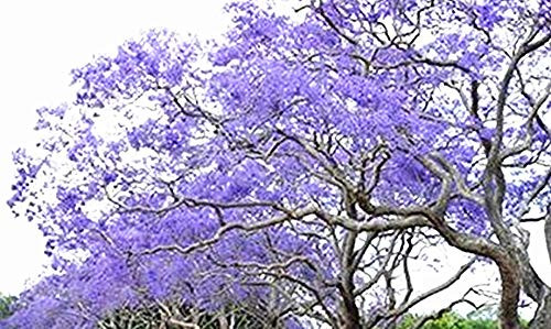 Golden autumn farm- 25 BLUE JACARANDA TREE Jacaranda Mimosifolia Seeds/Excellent As Bonsai