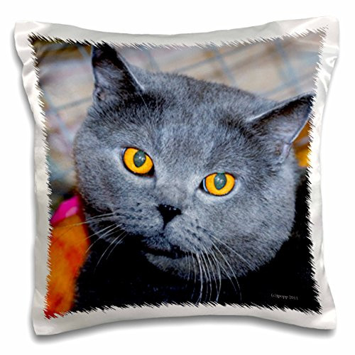 3D Rose pc_24996_1"" British Short Hair Cat Pillow Case, 16" x 16"