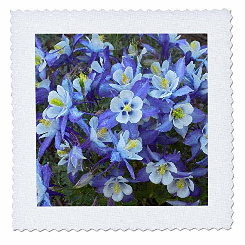 3dRose qs_259147_1 Rocky Mountain Columbines, Colorado, USA Quilt Square, 10 x 10