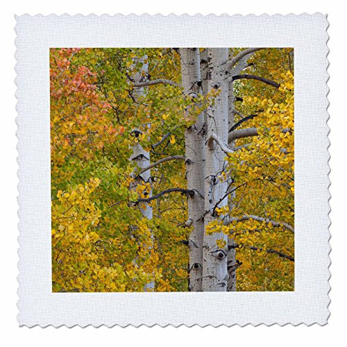 3dRose qs_278730_1" USA, Colorado, San Juan National Aspen Forest in Autumn" Quilt Square 10" x 10"