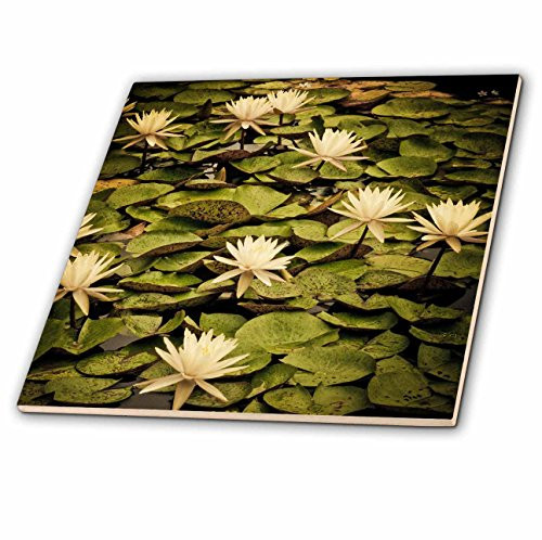 3dRose ct_13906_2 Yellow Lotus Flowers-Ceramic Tile, 6-Inch