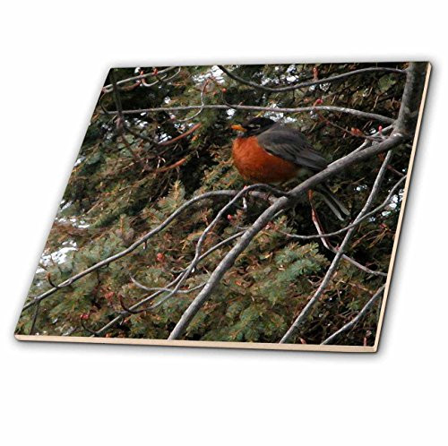 3dRose ct_17526_2 Painted Robin-Ceramic Tile, 6-Inch