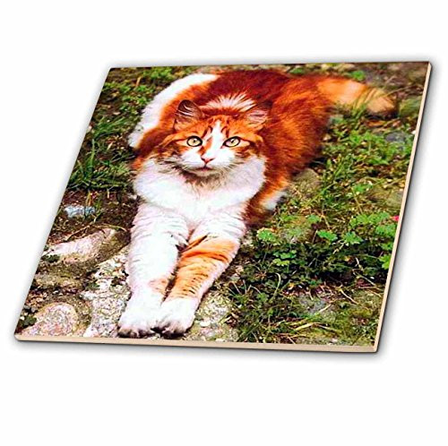 3dRose ct_574_3 Orange Cat Ceramic Tile, 8-Inch