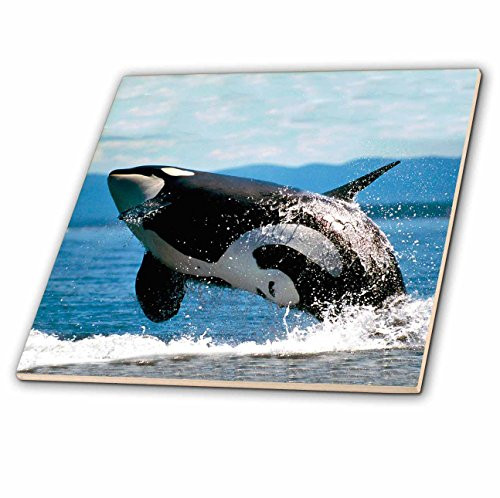 3dRose ct_2545_3 Killer Whale Airbourne Ceramic Tile, 8-Inch