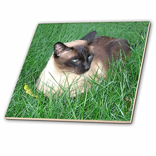 3dRose ct_4496_3 Siamese Cat Ceramic Tile, 8-Inch