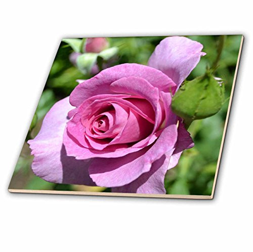 3dRose ct_25136_4 Pink Rose III-Ceramic Tile, 12-Inch