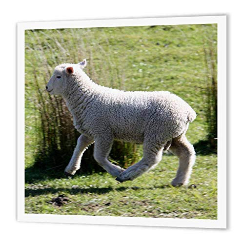 3dRose ht_22806_1 Skipping Sheep Golden Bay New Zealand Iron on Heat Transfer for White Material, 8 by 8-Inch 3dRose ht_22806_1 Skipping Sheep Golden Bay New Zealand Iron on Heat Transfer for White Material, 8 by 8-Inch