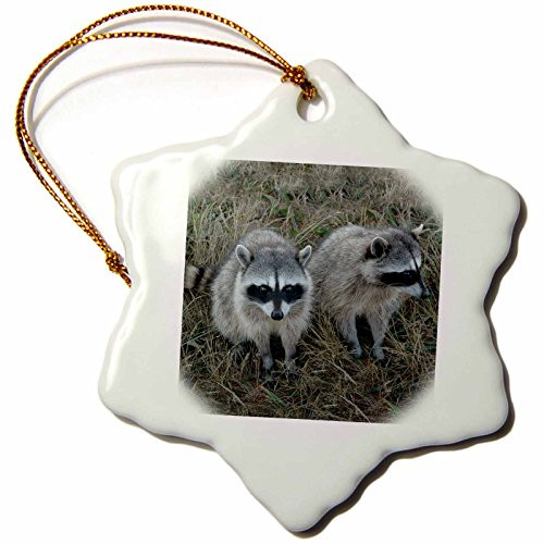 3dRose Two Raccoons Snowflake Porcelain Ornament, 3-Inch