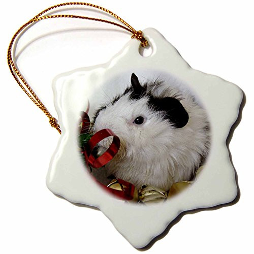 3dRose Baby Guinea Pig 2 with Gold Bells Photography by Angel and Spot Snowflake Porcelain Ornament, 3-Inch