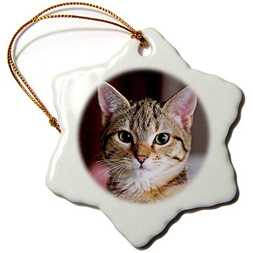 3dRose orn_17653_1 Cat Tabby Porcelain Snowflake Ornament, 3-Inch