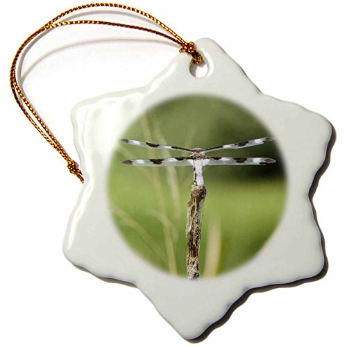 3dRose orn_50422_1 Brown and White Dragonfly Snowflake Porcelain Ornament, 3-Inch